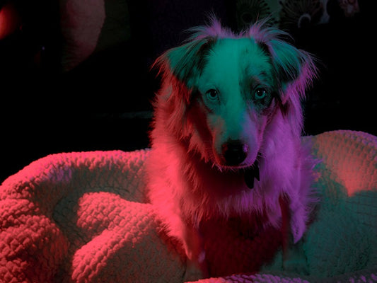 Red Light Therapy for Dogs